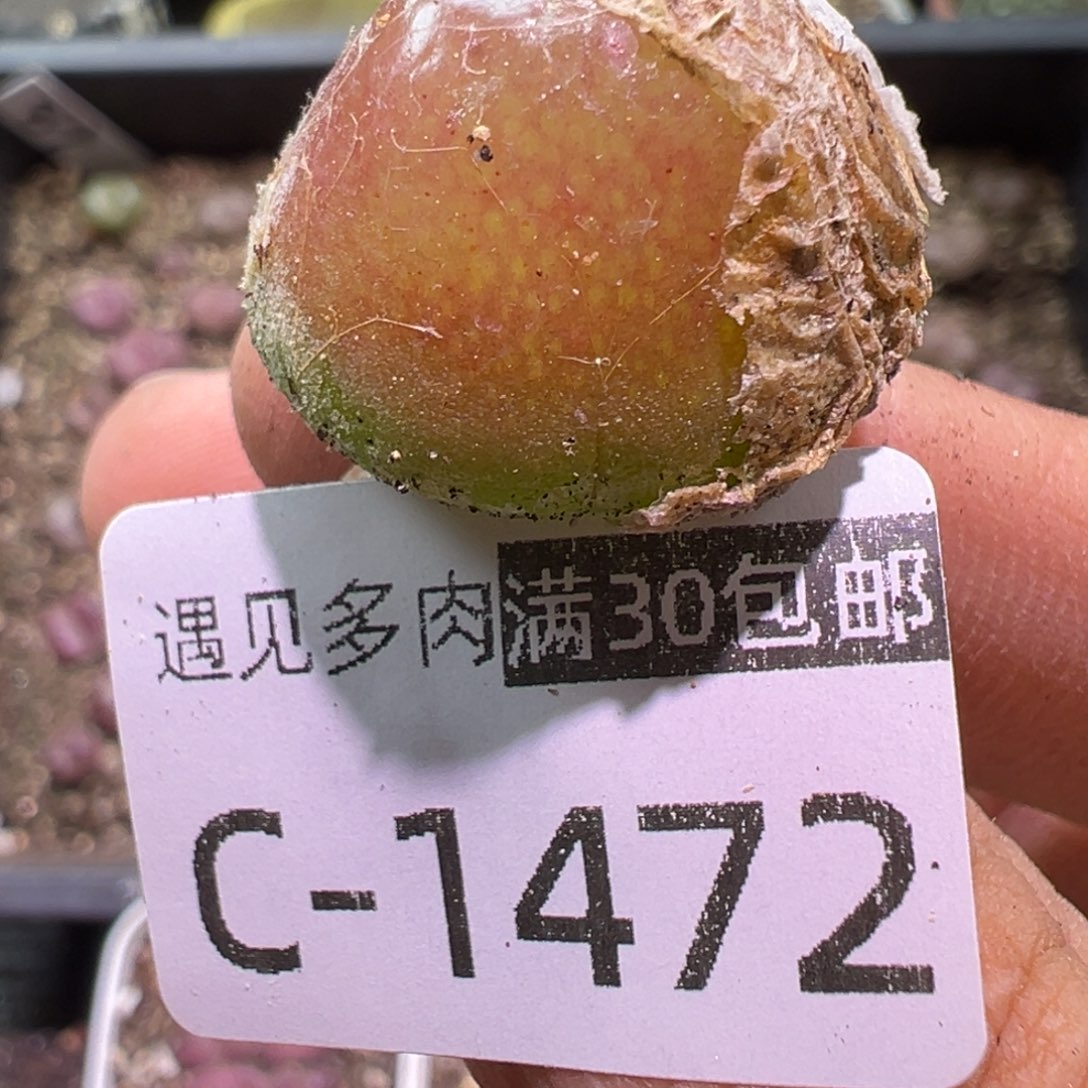 多肉植物111111111111