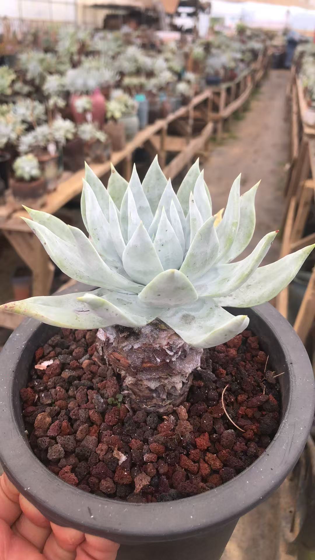 雪山老桩精控 多肉