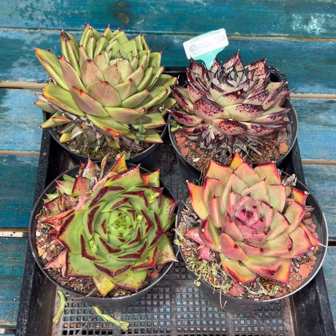 从前慢多肉精选编号0122.263