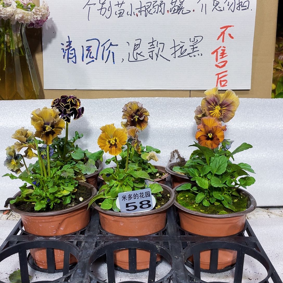 大部分花苞少量开放58