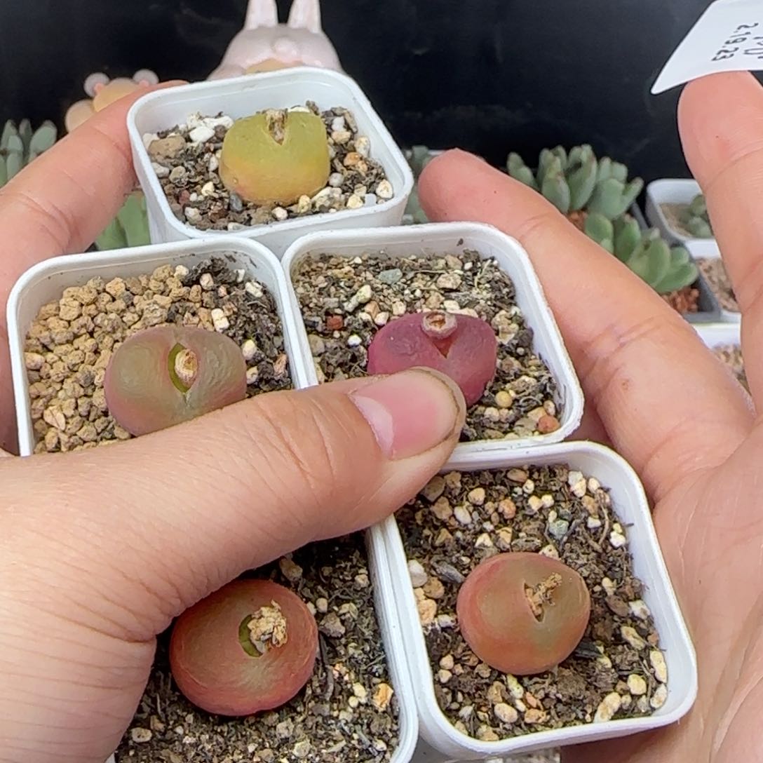 不***糖2.19.23/蟠桃/多肉植物