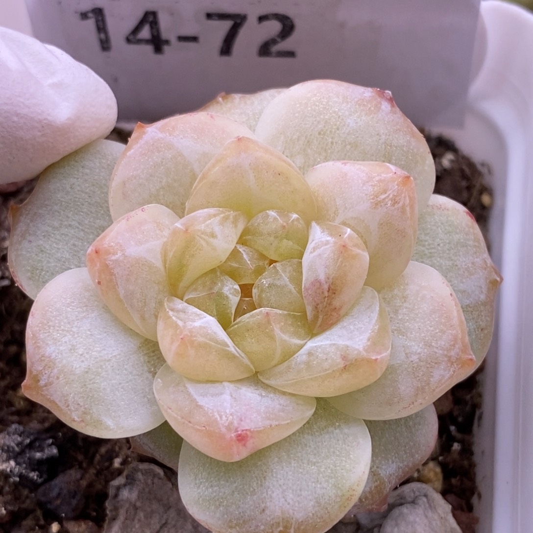 【闪购商品】14-72粉钻