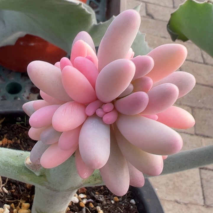 婴儿手指锦一物一拍