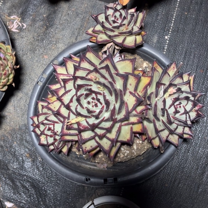 乌木多肉植物906