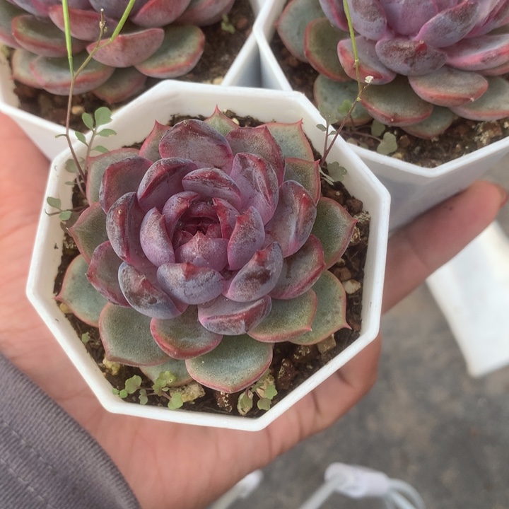 黑橙子。（满9.99包邮不满9.99发空盆）