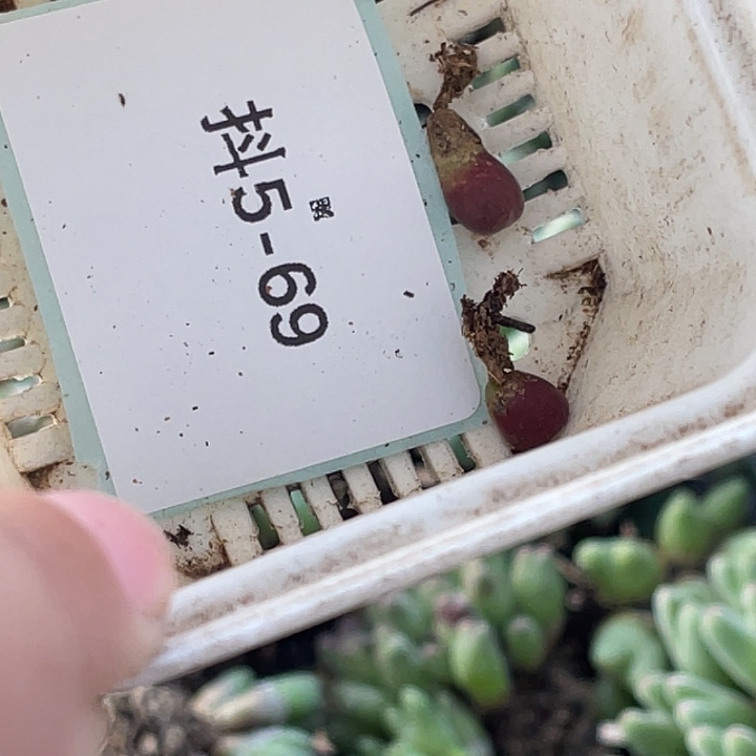 L***e5-69肉锥多肉植物