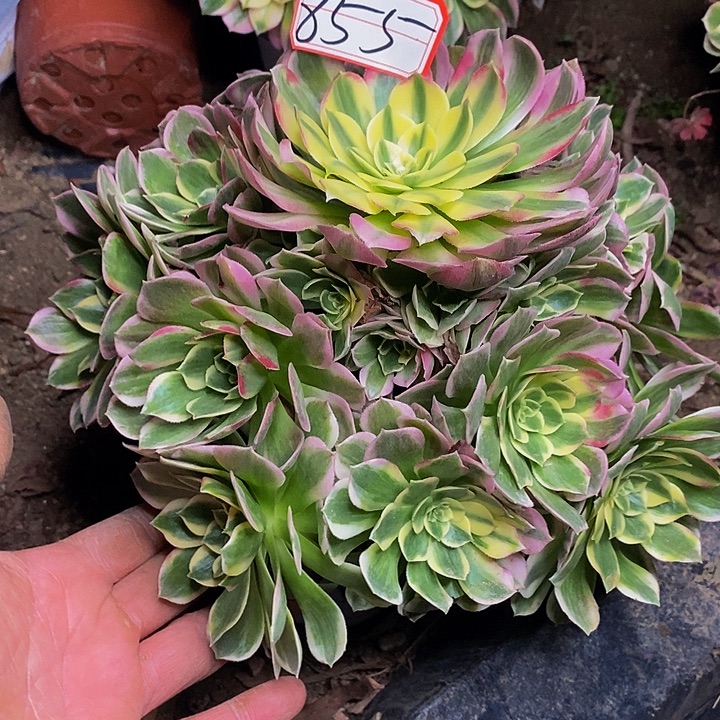 海仙老桩捧花855号