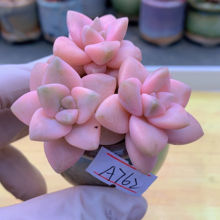 一物一拍满38包邮A762