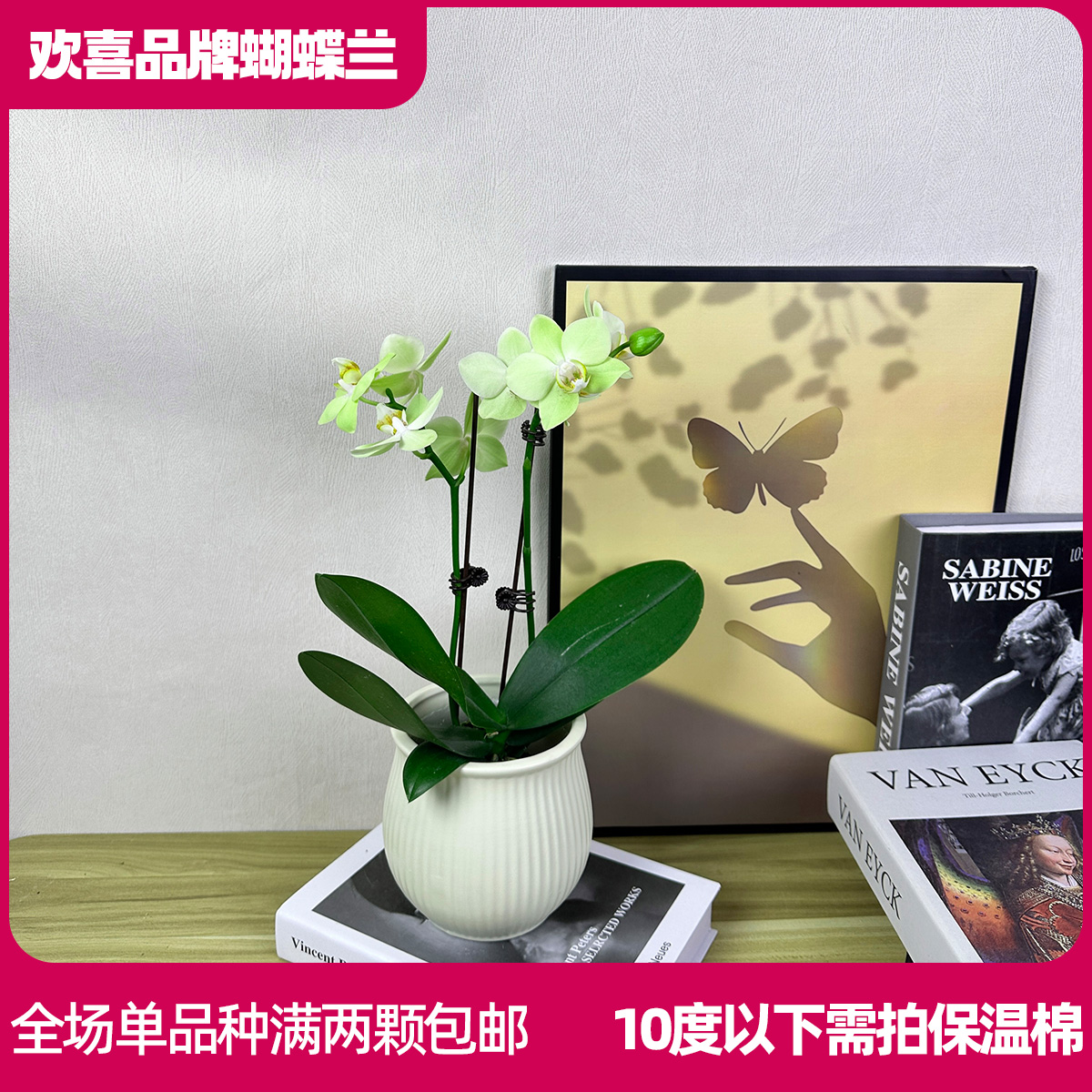 【绿水晶】精品蝴蝶兰鲜花绿植室内花盆景