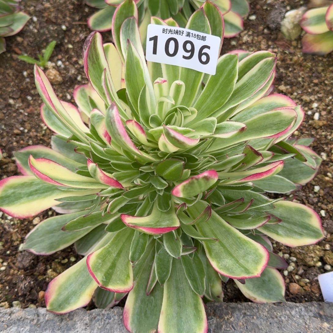 1096海王多肉植物