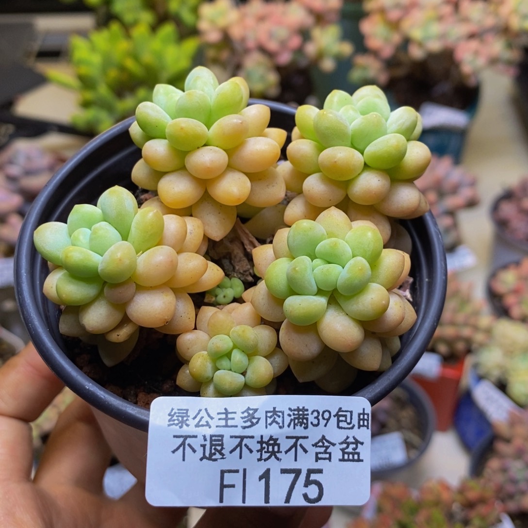175洛可可多肉7cm