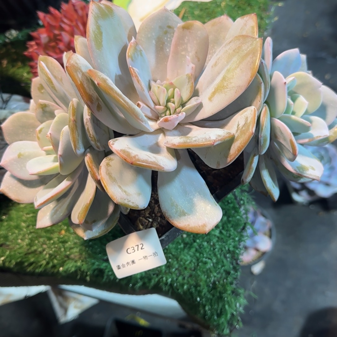家***贝C372三头奶茶      