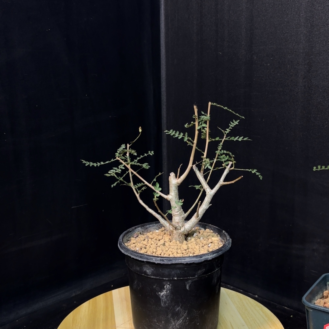 尼勒达乳香带盆发货