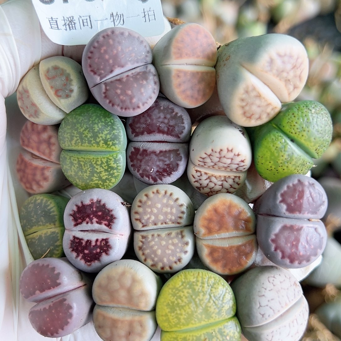 8765 好养易活生石花大母本18个