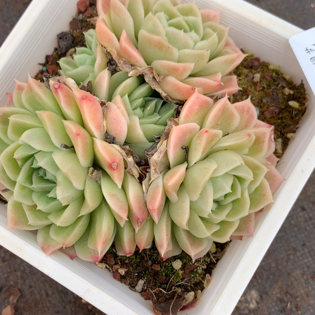 4878杂交精品基地12厘米