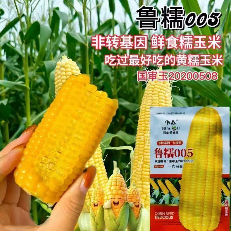 原厂【正品授权】国审黄甜糯玉米种子粘香软糯田园基地均可种植