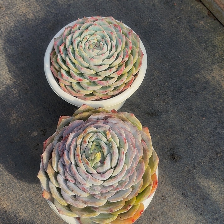 暮***雨丽娟花卉粉水晶2颗单头