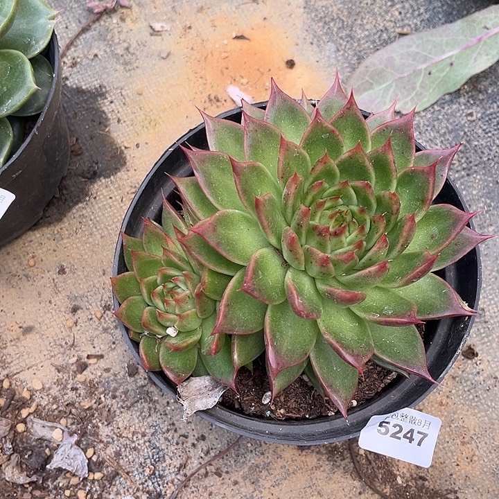 阿雅园艺。    5247