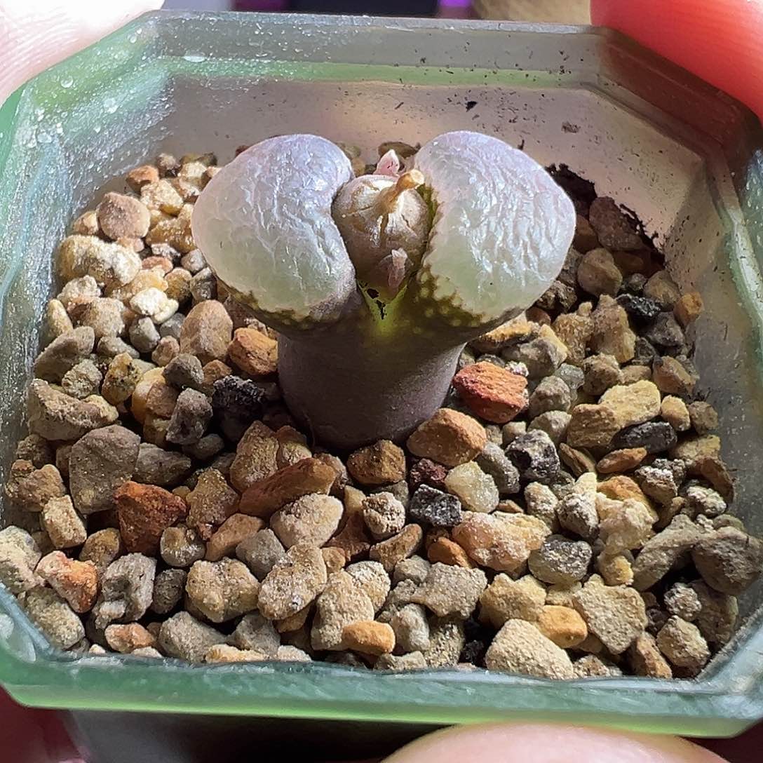 A****9C10同属大蘑菇。      