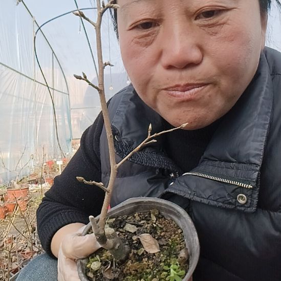 阿***军无花朵13354278888