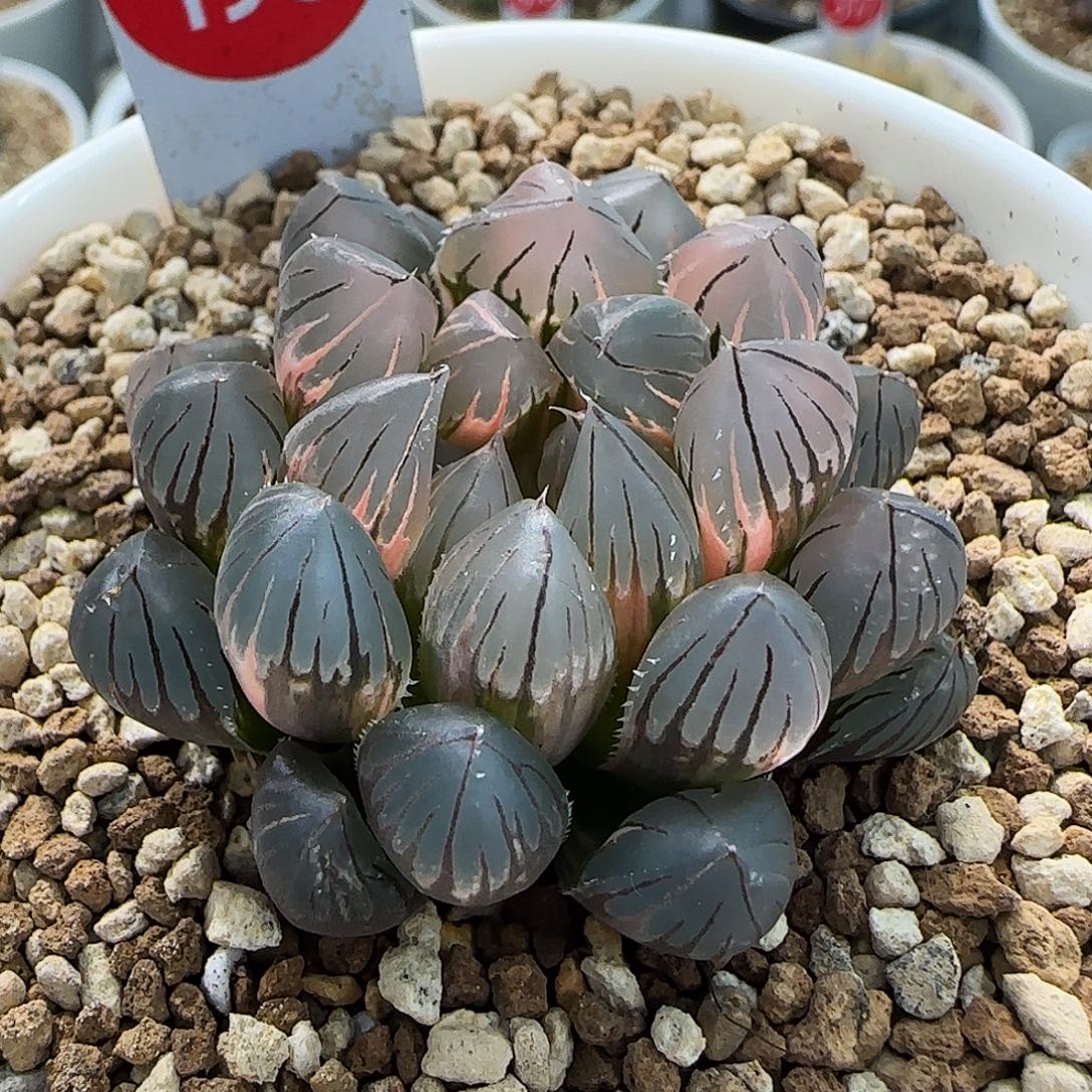 198号霓虹灯4.7左右一物一拍带盆土