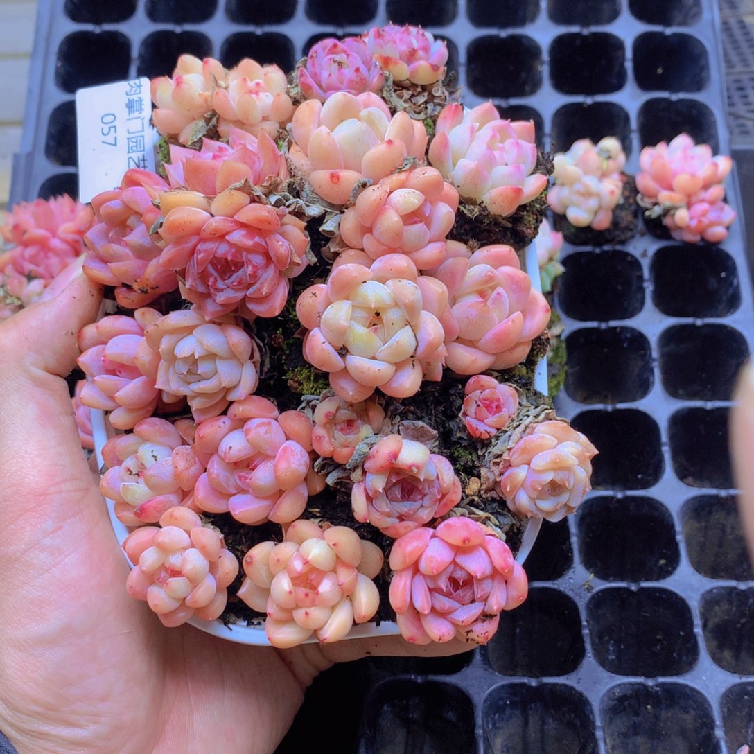 我要去看你了啊057