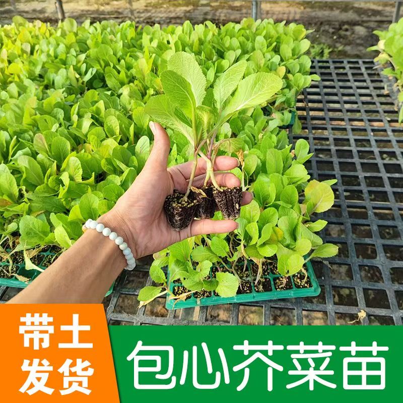 精选包心芥菜秧苗四季蔬菜秧苗现挖现发带土发货包心芥菜家庭栽种