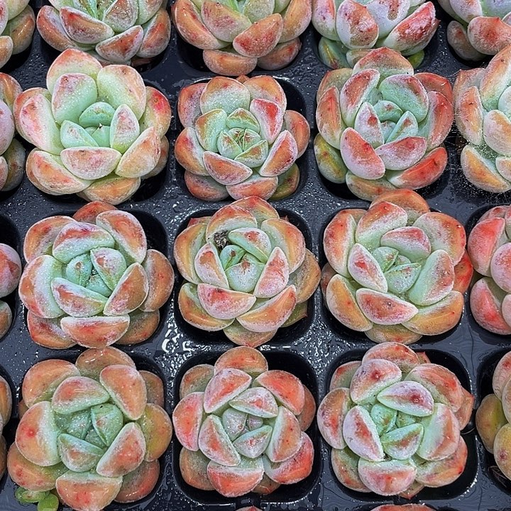 小刚毅1元带土发货