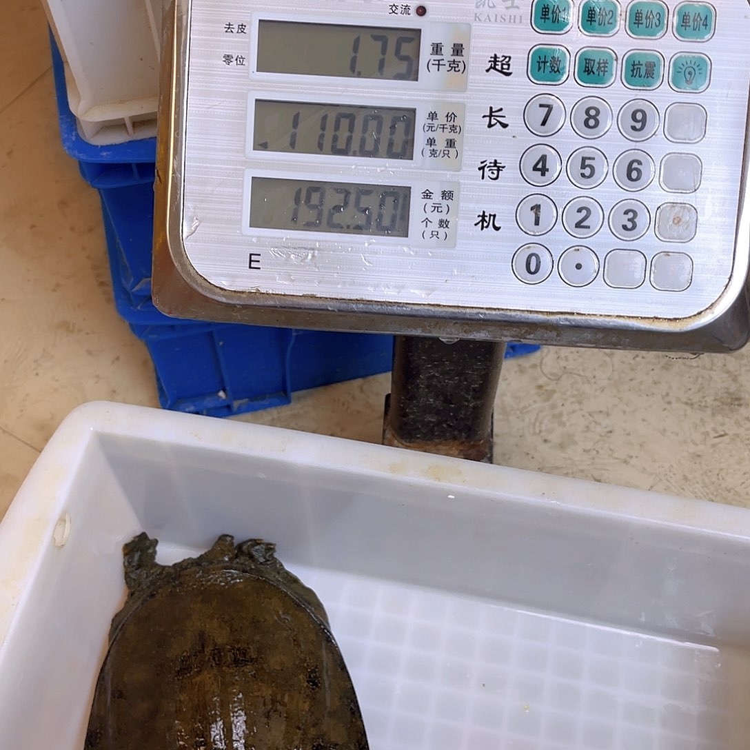 中国大陆野生甲鱼包邮包活