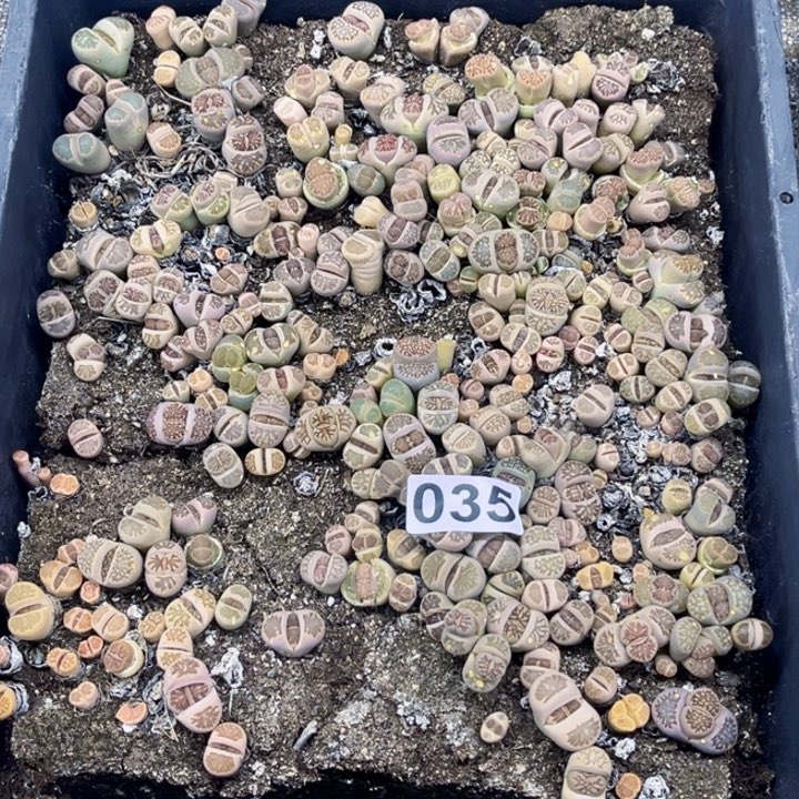 035 生石花一物一图如图带框