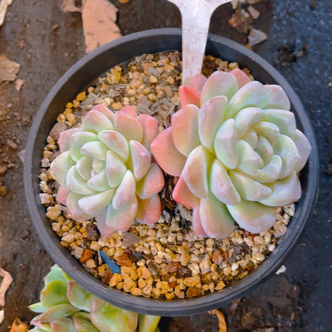 ****000000000000000604