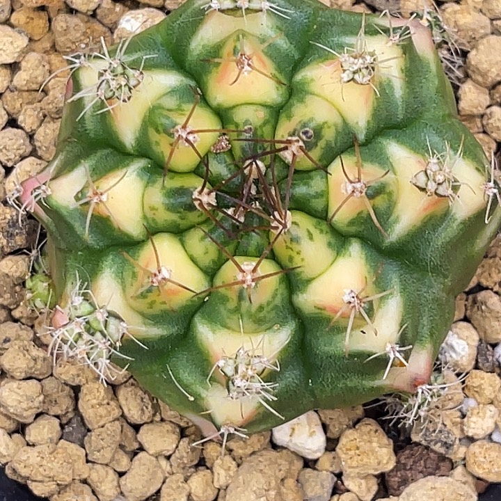 大橘猫 一物一拍。 