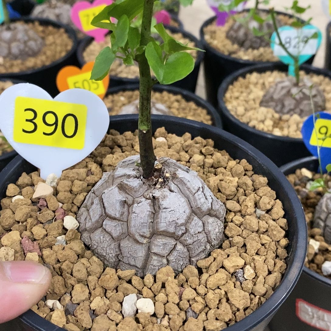 南非龟甲龙龟甲龙