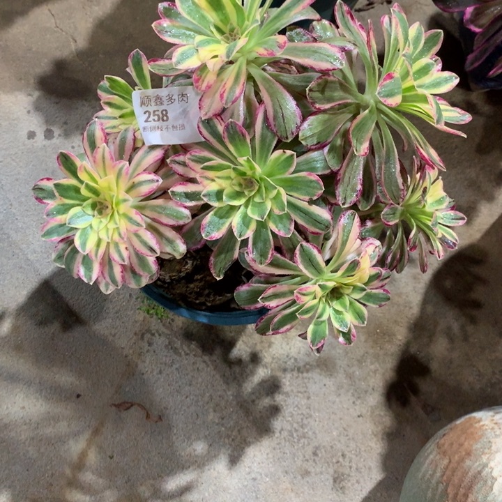 258微锦多肉植物