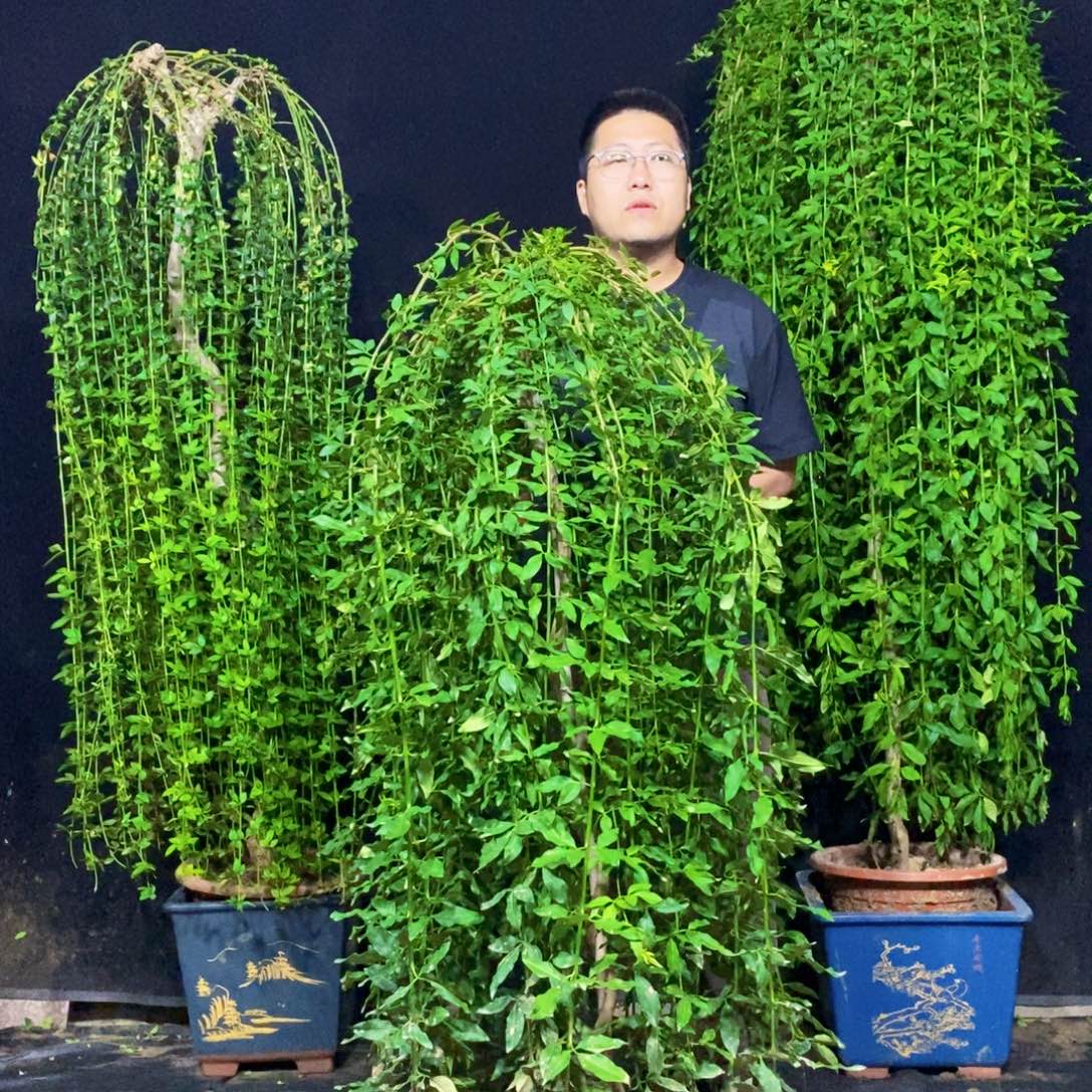 探春花，一物一拍，