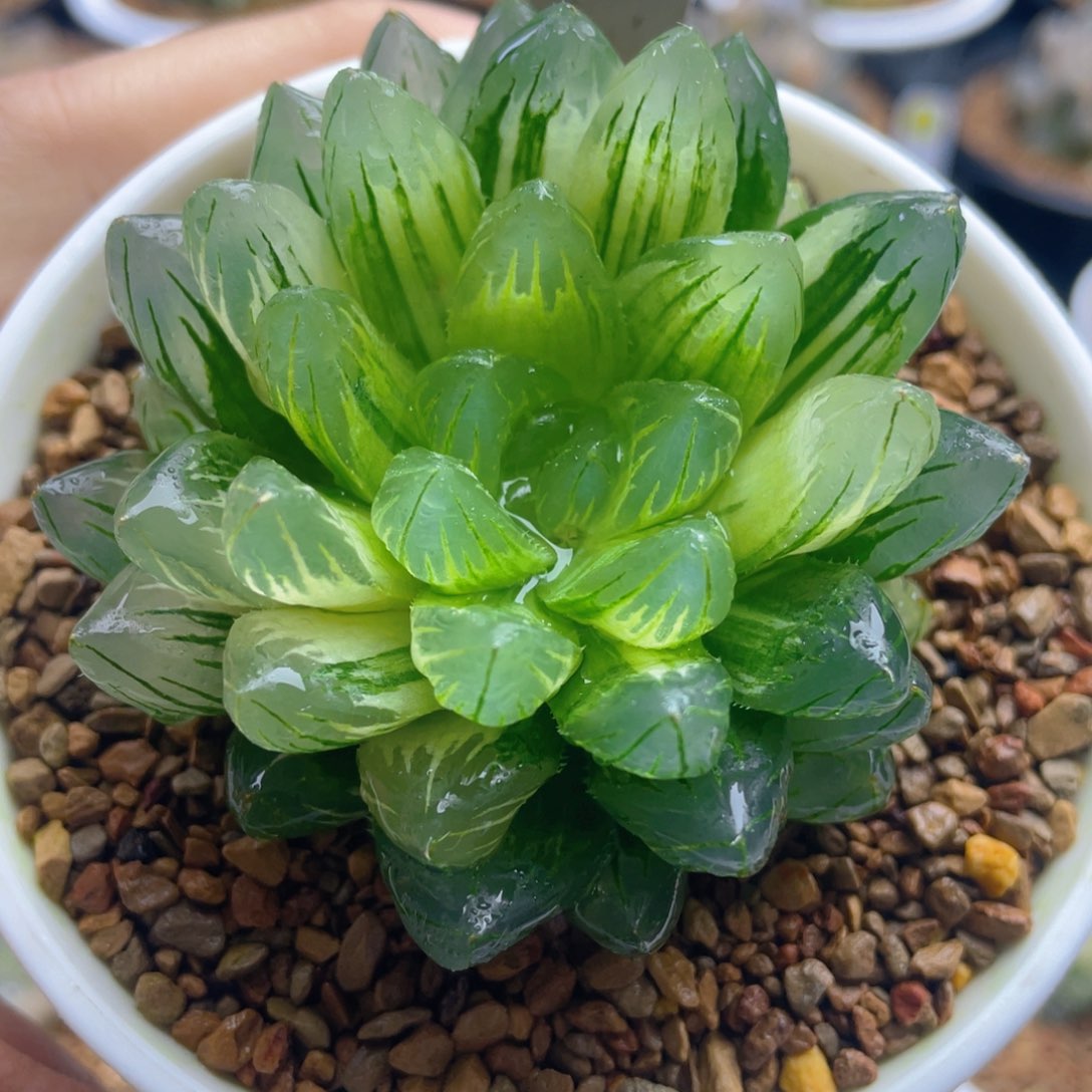 18.十二卷多肉龙鳞玉露锦。    