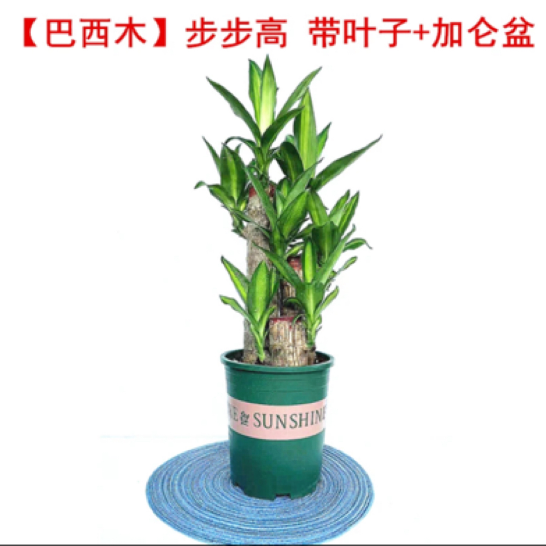 节节高土培巴西木幸运木