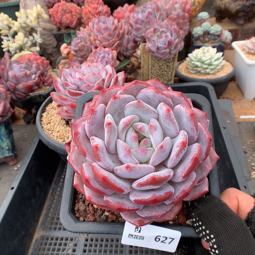 627星橙多肉植物6666