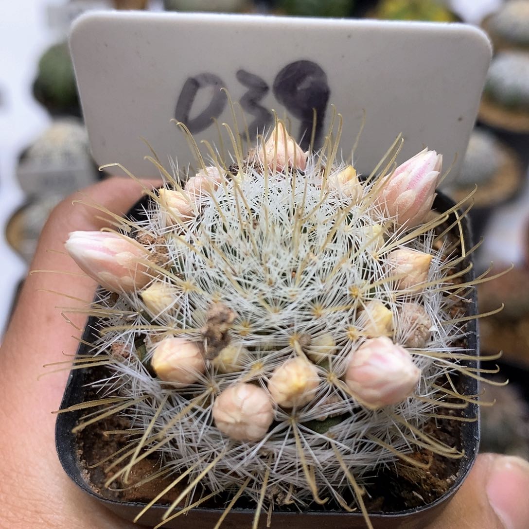 阳炎丸福利特价来了啊