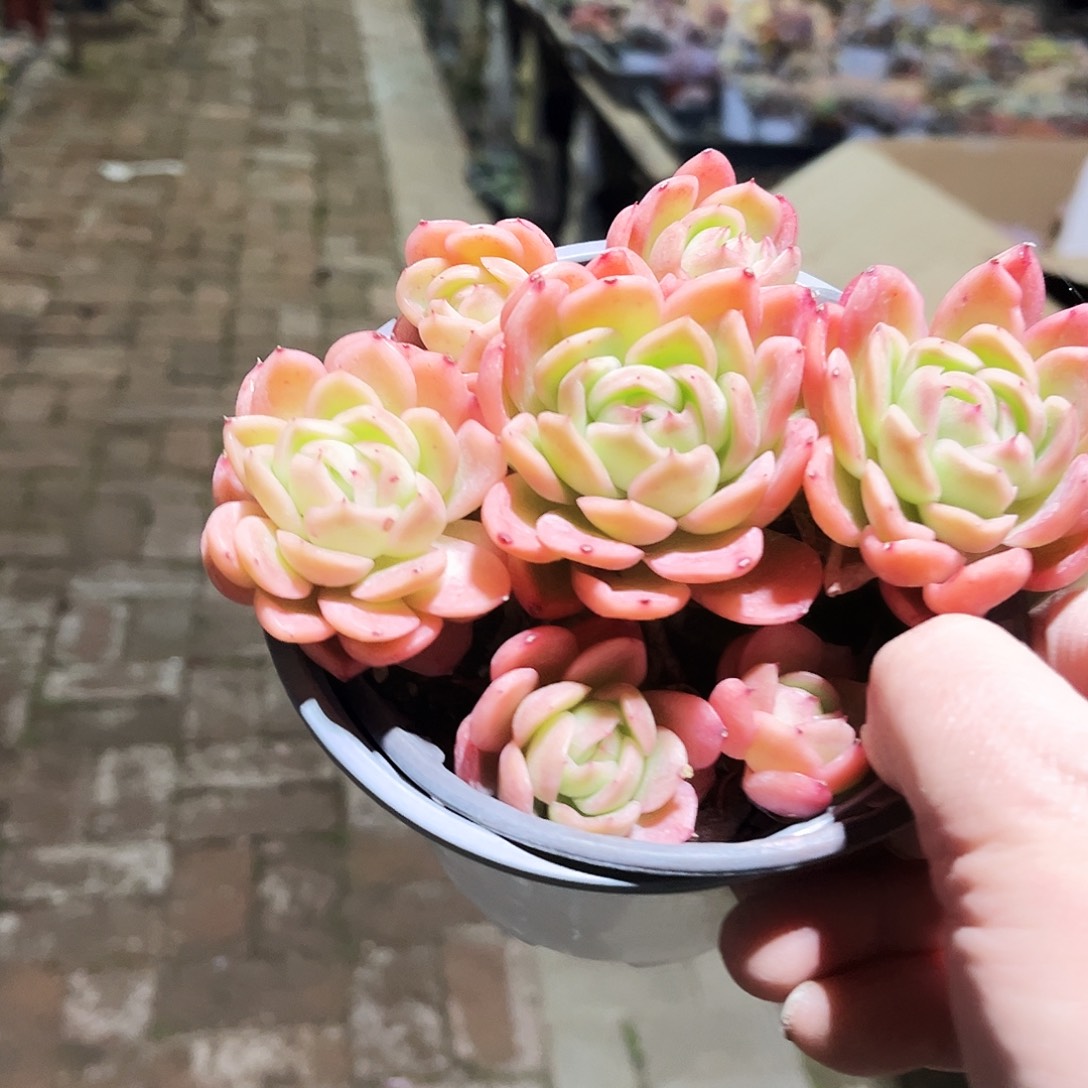 *****53多肉植物提取萃取剂系列