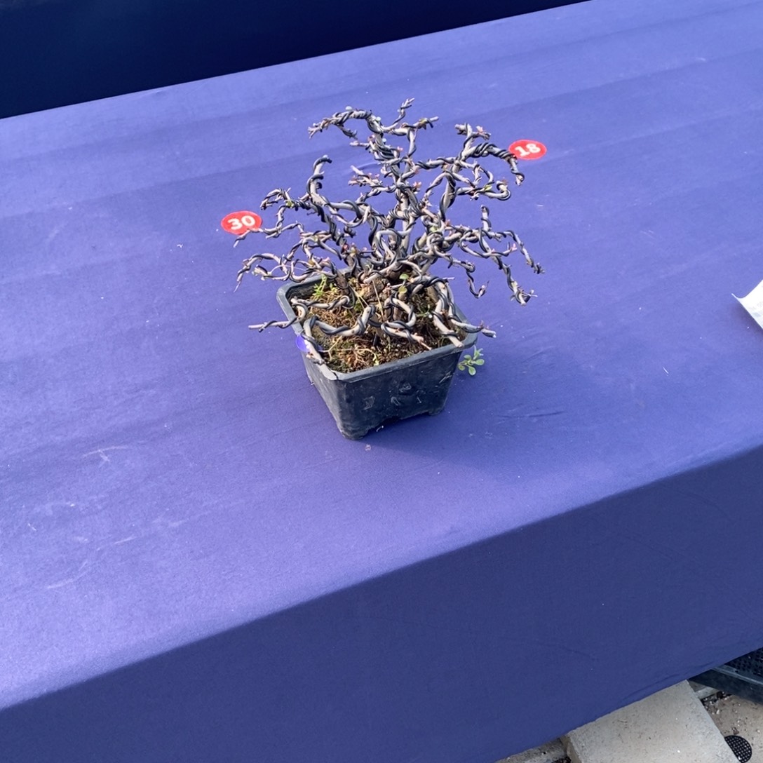 红陶用****8红红火火过大年520