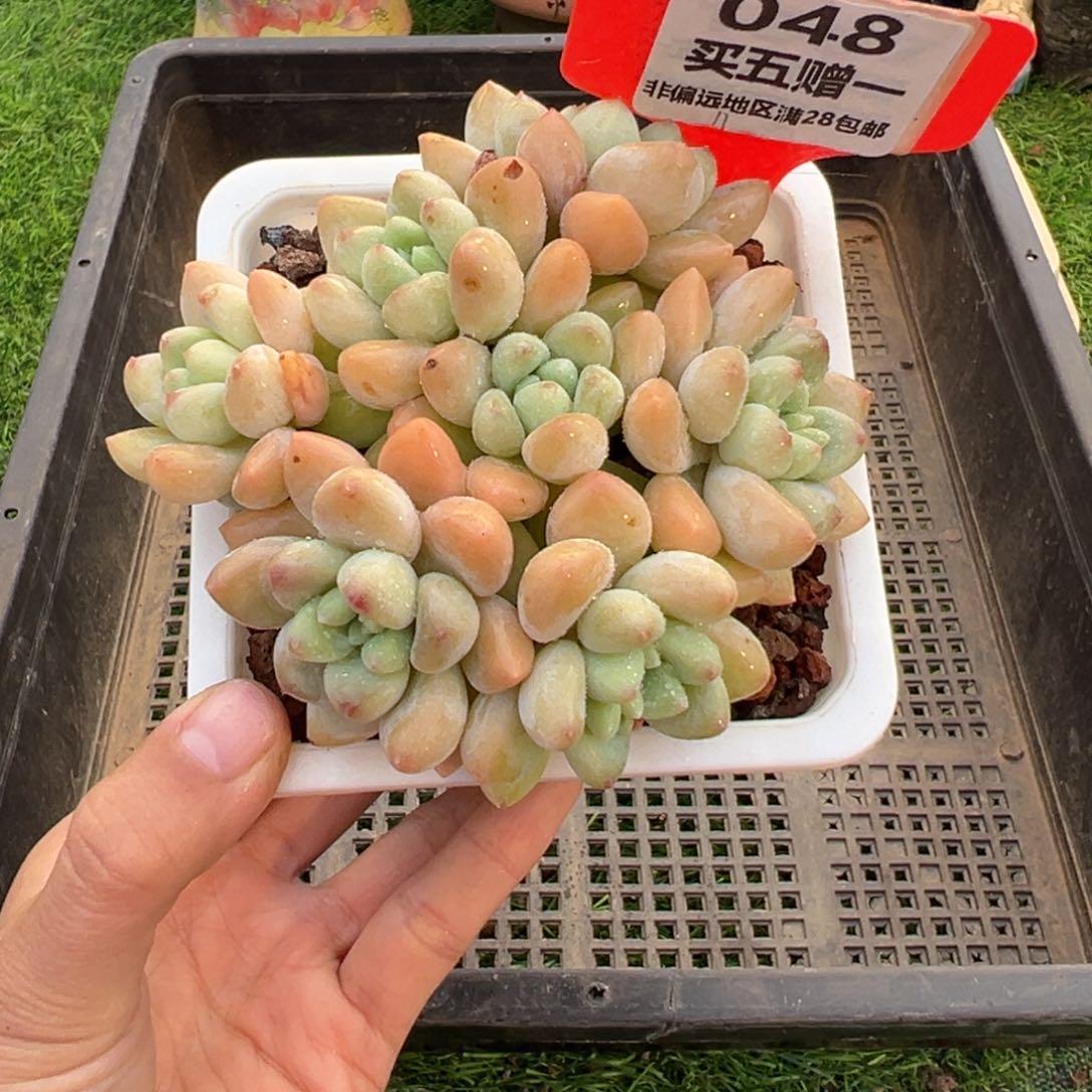 表妹精品多肉048.