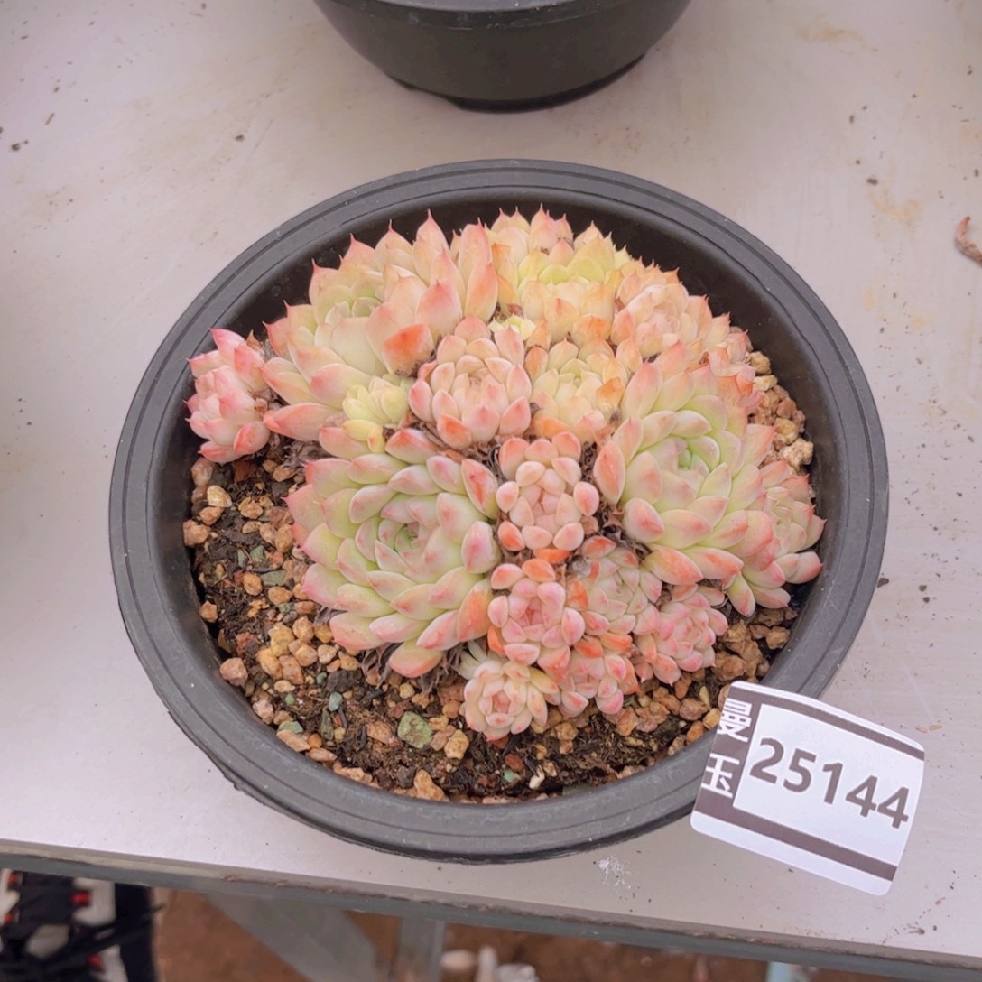 月影杂多肉植物25144