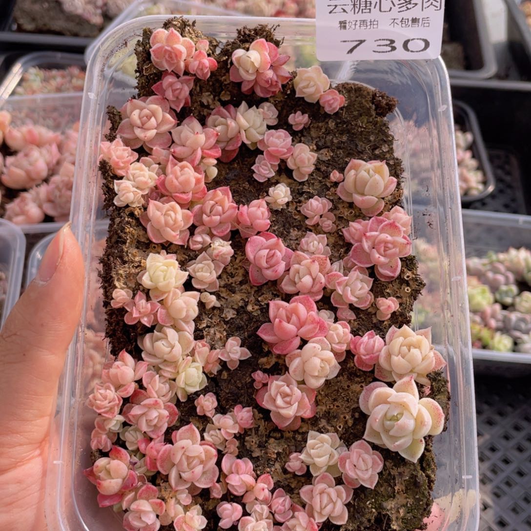 云糖心多肉植物730