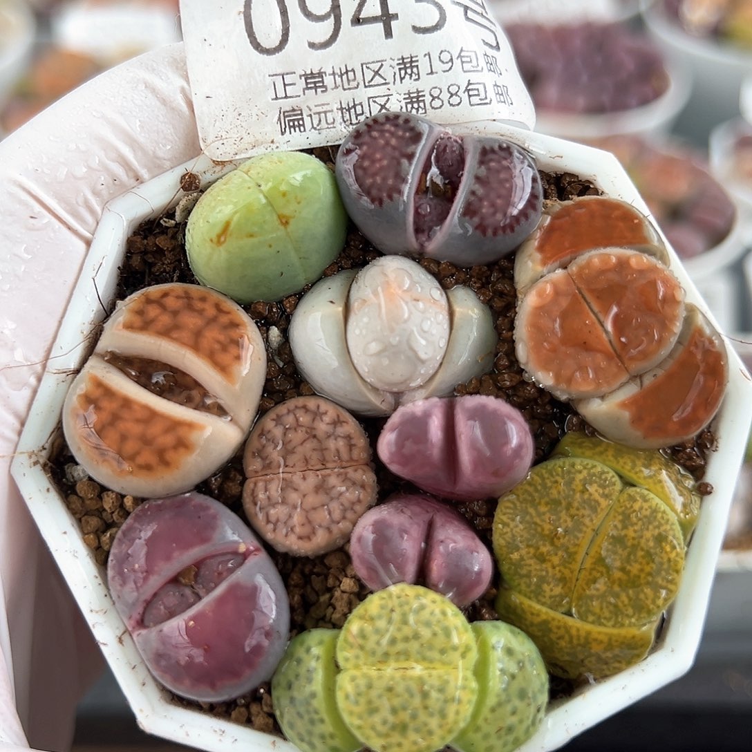 好养易活生石花大母本0943