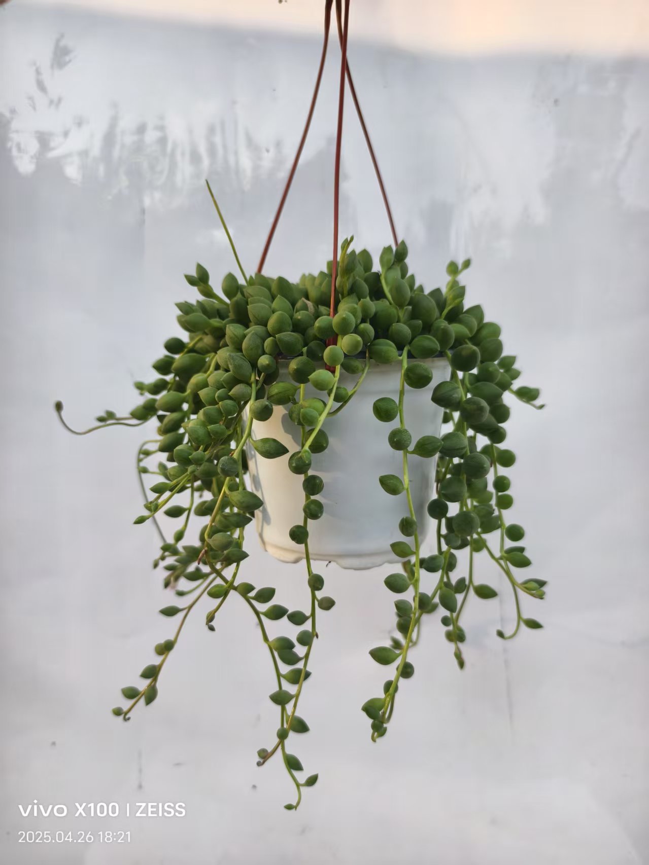 佛珠吊兰常春藤垂吊植物盆栽室内绿植客厅绿植盆栽