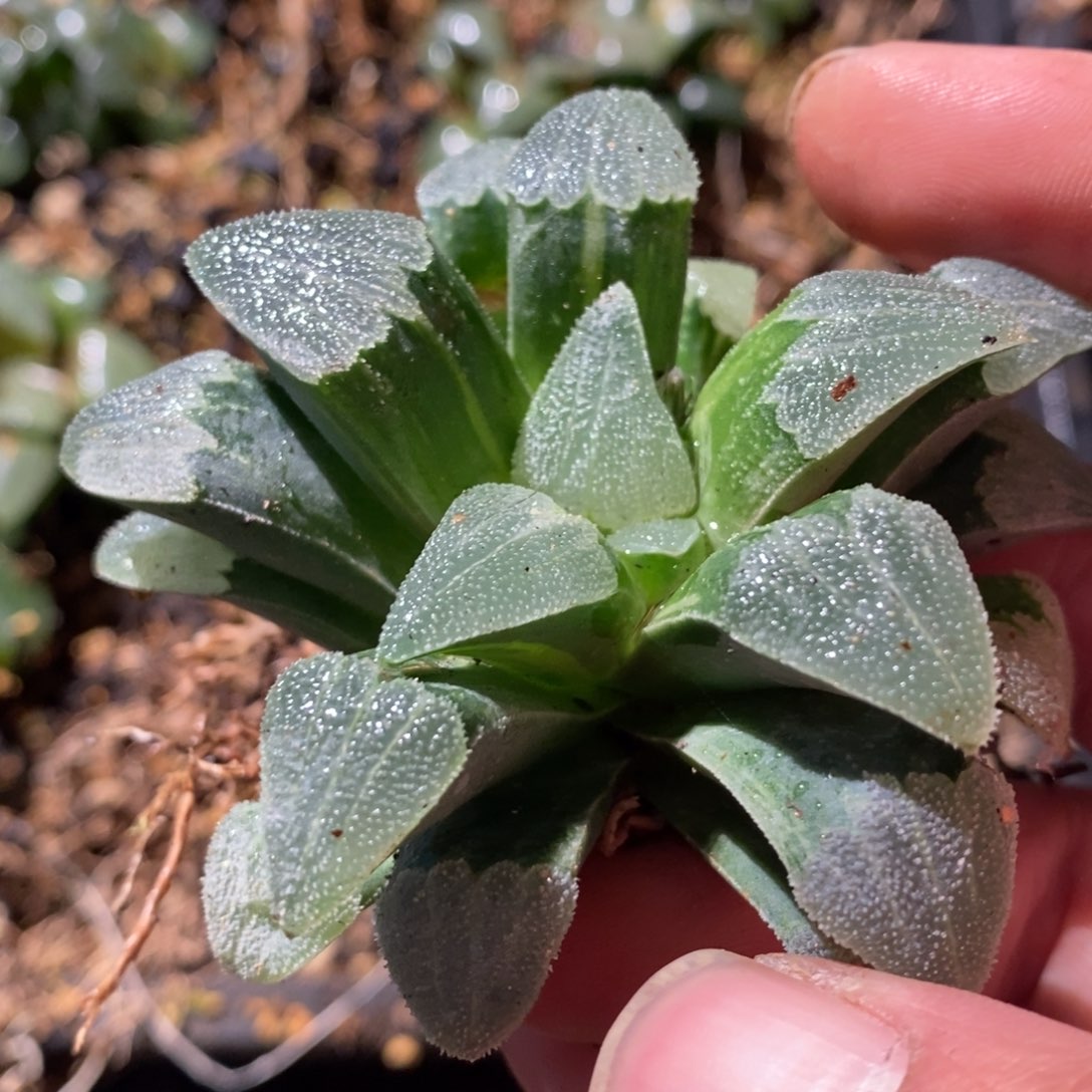 3185 一颗实生磨面寿锦 点赞福利