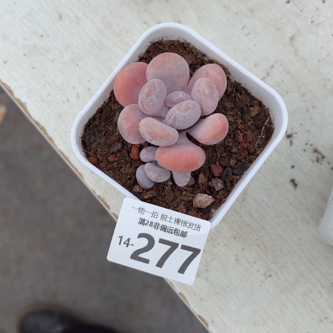 橙雪球多肉多肉多肉