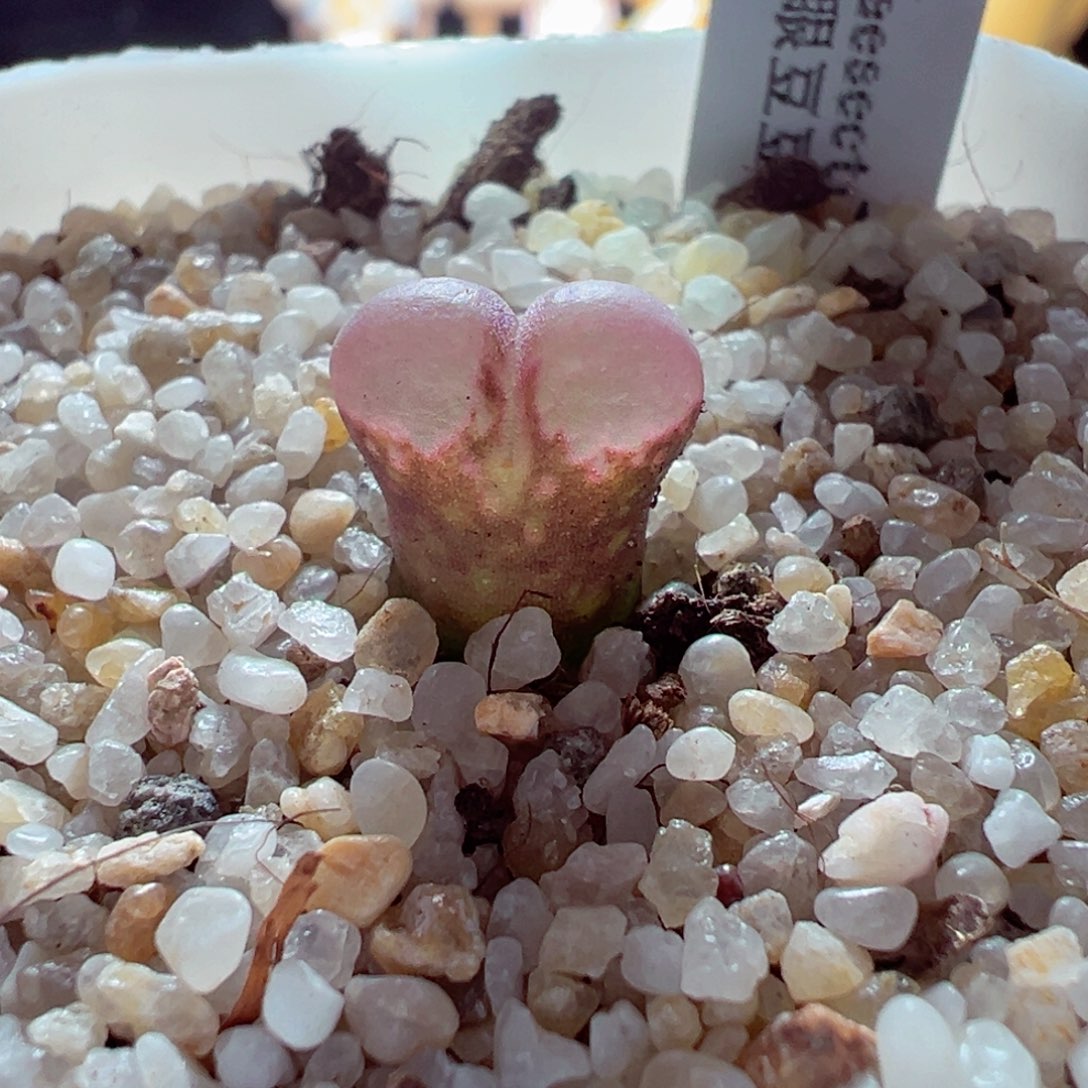 1229-318多肉多日黑眼豆豆