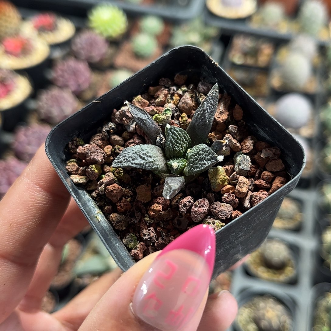 牡丹单头发货单头发